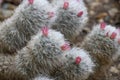 Silken pincushion cactus, Mammillaria bombycina, pinkish buds Royalty Free Stock Photo