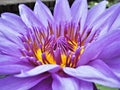 A Silken Purple Water Lily