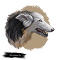 Silken windhound dog isolated digital art illustration. Hand drawn dog muzzle portrait, puppy cute pet. Dog breeds from