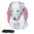 Silken windhound dog isolated digital art illustration. Hand drawn dog muzzle portrait, puppy cute pet. Dog breeds from