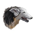 Silken windhound dog isolated digital art illustration. Hand drawn dog muzzle portrait, puppy cute pet. Dog breeds from United