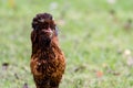 Silkie Bantam Chicken Royalty Free Stock Photo