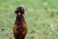 Silkie Bantam Chicken Royalty Free Stock Photo