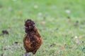 Silkie Bantam Chicken Royalty Free Stock Photo