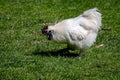 Silkie chicken, also known as silky or Chinese silk chicken