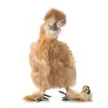 Silkie chicken and chick Royalty Free Stock Photo