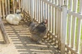 Silkie chicken in the farm. Royalty Free Stock Photo