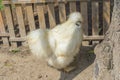 Silkie chicken in the farm. Royalty Free Stock Photo