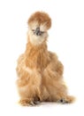 Silkie chicken Royalty Free Stock Photo