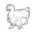 Silkie Chicken or Hen Side View Drawing