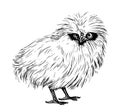 Silkie chicken sketch hand drawn in doodle style Vector illustration