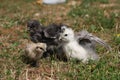 Silkie Chicken Young Royalty Free Stock Photo