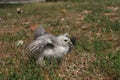 Silkie Chicken Young Royalty Free Stock Photo