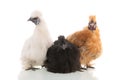 Silkie chickens Royalty Free Stock Photo