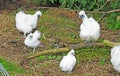 Silkie chickens hens with chicks Ireland Royalty Free Stock Photo