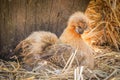 Silkie Hen Royalty Free Stock Photo