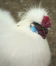 Silkie rooster