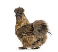 Silkie, sometimes spelled Silky