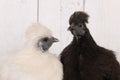 Silkies chickens in henhouse Royalty Free Stock Photo