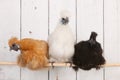 Silkies chickens in henhouse Royalty Free Stock Photo