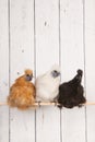Silkies chickens in henhouse Royalty Free Stock Photo