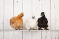 Silkies chickens in henhouse Royalty Free Stock Photo