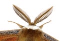 Silkmoth antenna detail