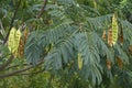 Silktree with fruits Royalty Free Stock Photo