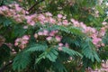 Silktree in blossom Royalty Free Stock Photo