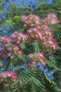 Silktree in blossom. Royalty Free Stock Photo