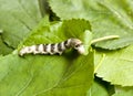 Silkworm Royalty Free Stock Photo