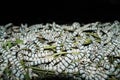 Silkworm Royalty Free Stock Photo