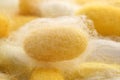 Silkworm cocoon macro detail many silk worm