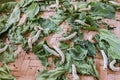 Silkworm cocoons in weave bamboo Royalty Free Stock Photo