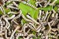 Silkworm Royalty Free Stock Photo