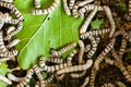 Silkworm Royalty Free Stock Photo