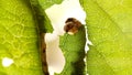 Silkworm devouring leaf green tree in garden. Caterpillar eating leaf at tree