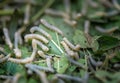 Silkworm eat leaf of a mulberry.