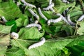 Silkworm eating leaf mulberry Royalty Free Stock Photo