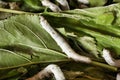 Silkworm eating mulberry green leaf Royalty Free Stock Photo