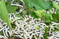 Silkworm eating mulberry green leaf, closeup Royalty Free Stock Photo