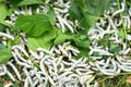 Silkworm eating mulberry green leaf, closeup Royalty Free Stock Photo