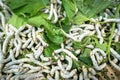 Silkworm eating mulberry green leaf, closeup Royalty Free Stock Photo