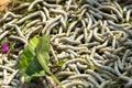 Silkworm eating mulberry green leaf, closeup Royalty Free Stock Photo