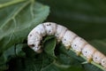 A Silkworm eating mulberry green leaf Royalty Free Stock Photo