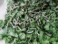 Silkworm eating mulberry green leaf.silk case worm cocoons nests color yellow and white. cocoon silkworm prepare for make thread