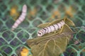 Silkworm on green mulberry leaves, Macro photo of a Silkworm eating a mulberry leaf Royalty Free Stock Photo