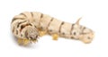 Silkworm larvae, Bombyx mori