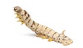Silkworm larvae, Bombyx mori Royalty Free Stock Photo