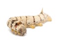 Silkworm larvae, Bombyx mori Royalty Free Stock Photo